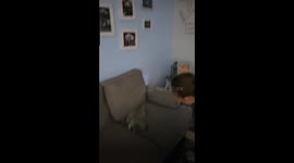 Raccoon Loves Being Thrown Onto Couch