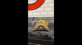 Tortoise on the underground