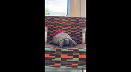 Tortoise on the overground