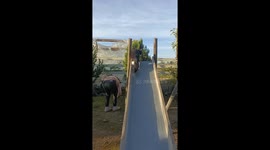 Playful cat takes a slide in Curicó, Chile