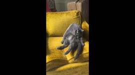 Hilarious Gray Cat'schonky' Belly Cleaning Routine: You Won't Believe His Pose!