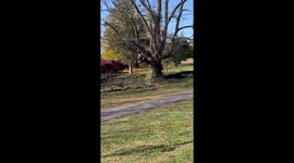 Man Cuts Huge Branch Off Walnut Tree and Celebrates