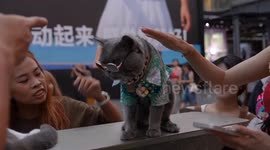 China: Booming night economy drives consumption, empowers small businesses in Chengdu