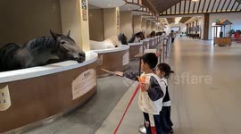 Horse bows to say 'thanks' after being fed by little boy