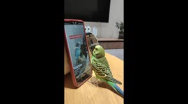 Persistent Budgerigar scrolls phone in Guizhou, China