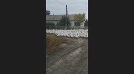 Ducks block the road in Kostanay, Kazakhstan