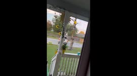 Funny failed attempt to pull down a tree with a car in New Iberia, USA