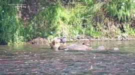 Top Contenders Battle It Out For Fat Bear Week's Ultimate Prize 3/3