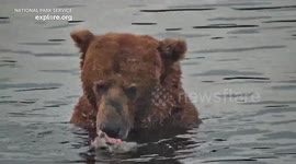 Top Contenders Battle It Out For Fat Bear Week's Ultimate Prize 2/3