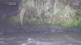 Top Contenders Battle It Out For Fat Bear Week's Ultimate Prize 1/3