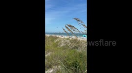 US: Butterfly migration in Murrells Inlet, SC