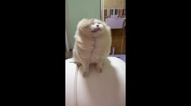 Cat’s fur blows like a supermodel as she poses during typhoon