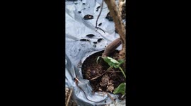 Slug Eating a Mino Plant