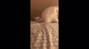 temp