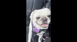 Pug named Betty White makes it very clear she doesn't want to go to the vet