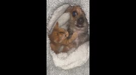 Cornelius With a Skeptical Look