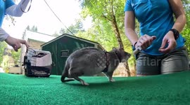 US: Scent-Sational Pouched Rats Delight Visitors At Zoo