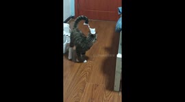 A ‘Perpetual Motion’ Cat: Spinning for Tail Paper