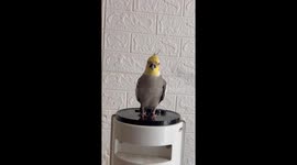 Bird expertly mimics owner's impressive opera singing