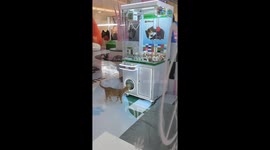 The Cat Want to Be the Prize