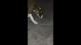 Curious puppy perplexed by locust ends up accidentally squashing it