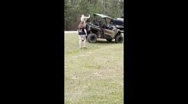 When your pigs escape and run to the local trailer park