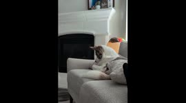 Unsuccessful Hunter: Dog's Goofy Attempt to Catch a Fly