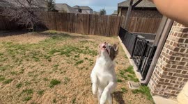Pure Joy: This Derpy Dog's Frisbee Hop Will Make Your Day!