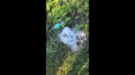 video of discovery of dog skeleton