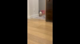 Dog Caught Cheating on Her Diet