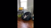 temp