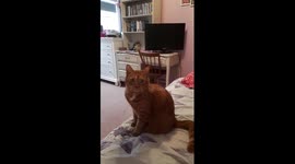 My cat was very concerned when he heard animal noises being played