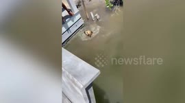 Dog has very close call with crocodile while swimming