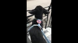 Pet dog enjoys tricycle ride like a human passenger