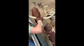 iPhone captures its own demise as longhorn cow knocks it out of owner's hand and is run over by tractor