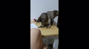 temp