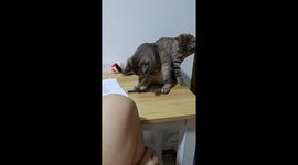 Naughty cat pushes pen off table in Heilongjiang, China