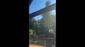 Hummingbirds battle over feeder in Waterville, Pennsylvania, USA