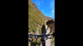 Cyclist encounters cow on hillside trail in Livigno, Italy