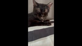 Cozy Cat Snuggled on a Pillow