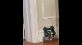 Little Squirrel Explores Home