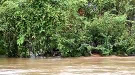 Pet dogs trapped in Typhoon Bualoi floods rescued by volunteers