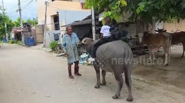 Schoolboy rides his pet buffalo to classes in Thailand