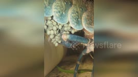 Hairy Marron crayfish found to have surprisingly maternal behavior