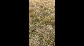 little dog running through long grass