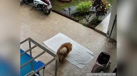 Pomeranian does yoga poses on mat left out by owner