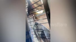 Resident woken up by wild bird tapping on his window