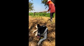 Life of Farmers in the countryside of Isan, Northeast Thailand