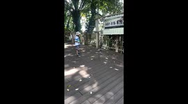 Father attacks monkey when it steals son's bread at zoo