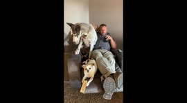 Great Dane Doesn't Fit In Occupied Recliner